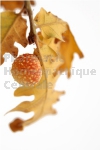 Quercus pedonculata bourgeon - chêne